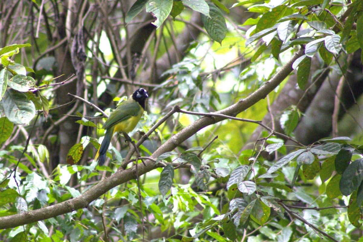 Green Jay (Green) - ML642044418
