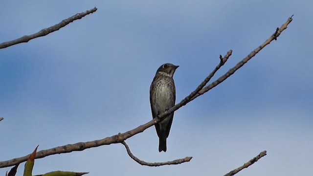 Шивэр намнаахай - ML642044433