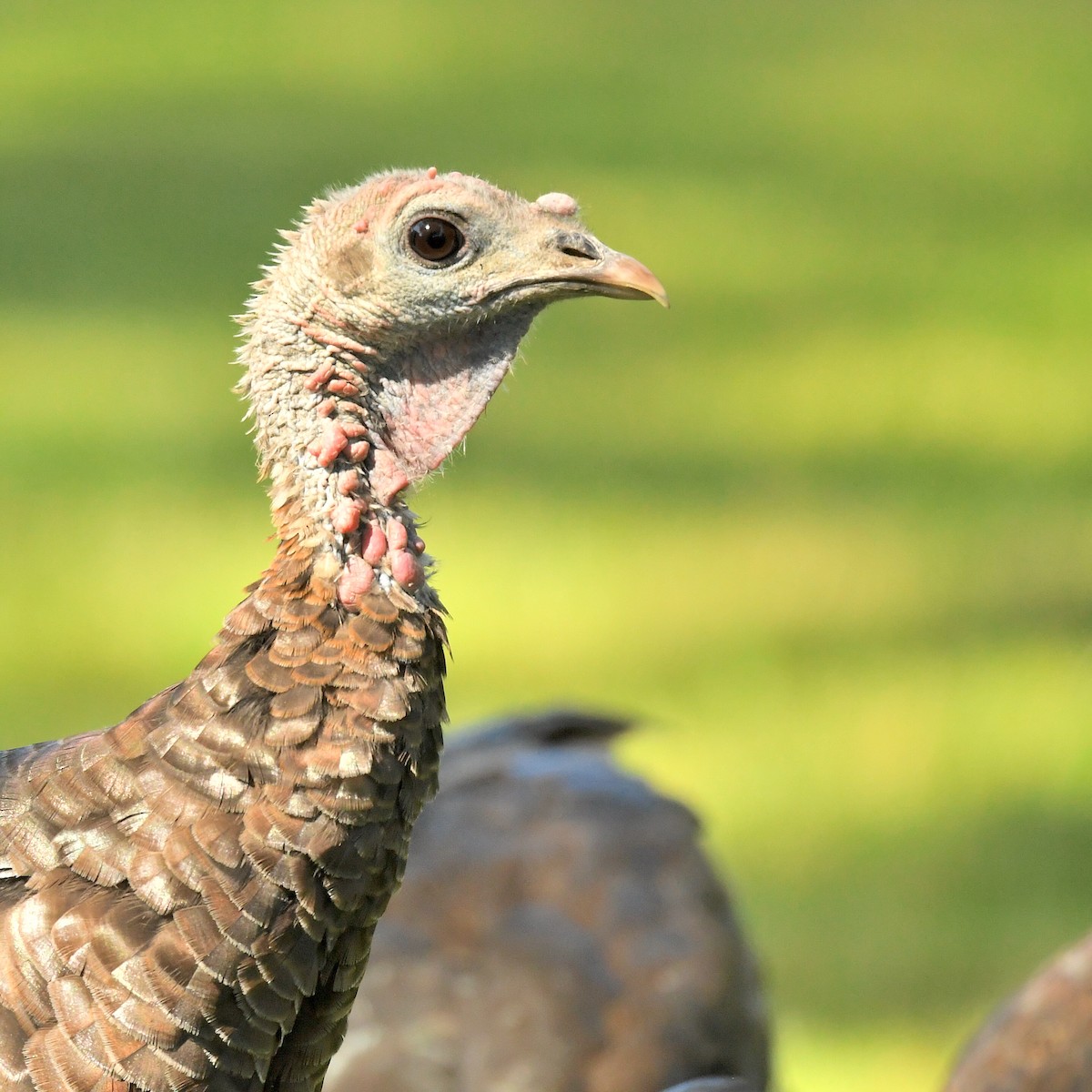 Wild Turkey - ML642044443