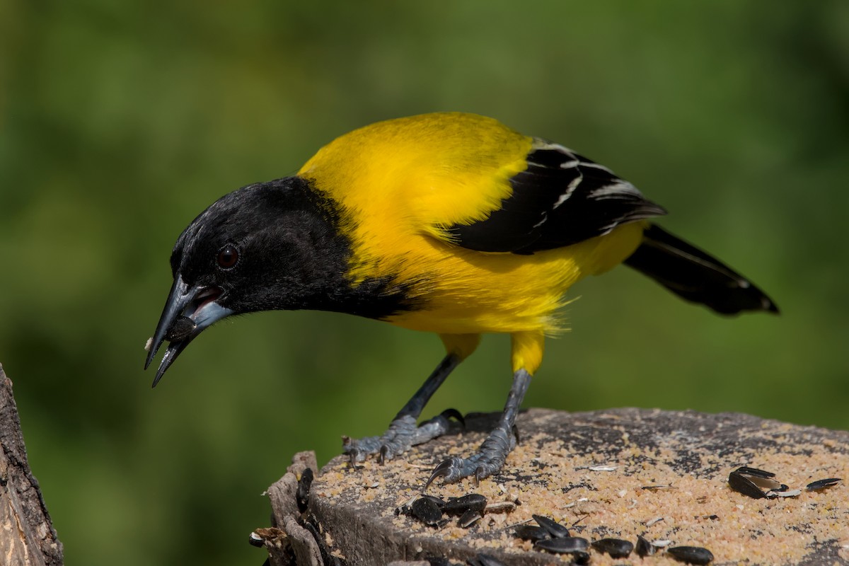 Audubon's Oriole - ML642044444