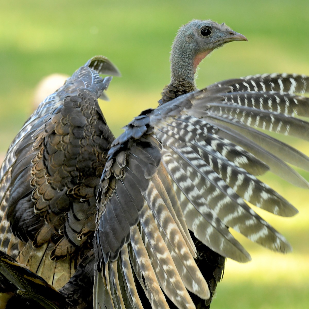 Wild Turkey - ML642044445