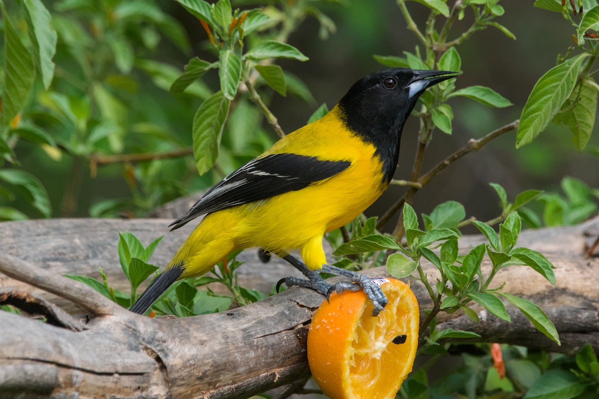 Audubon's Oriole - ML642044446
