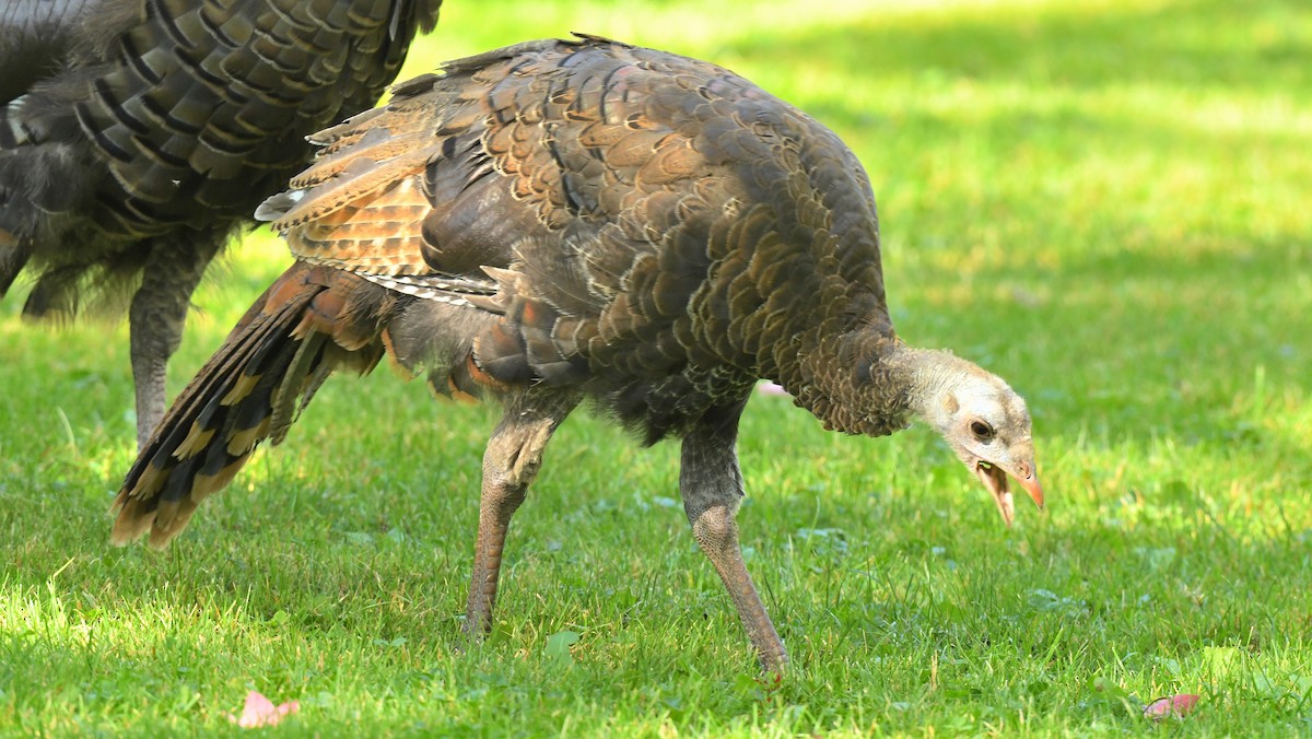 Wild Turkey - ML642044447