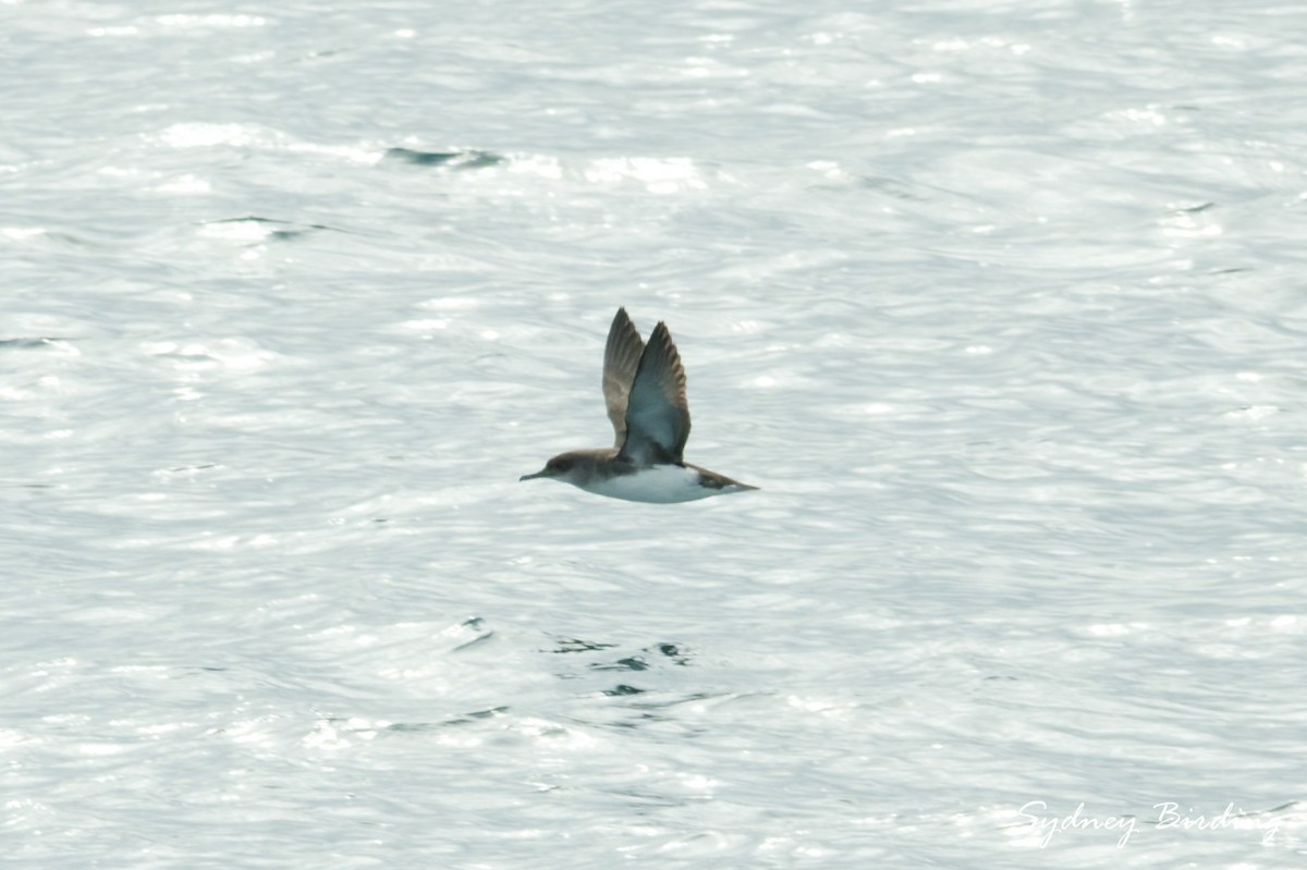 Fluttering Shearwater - ML642044453