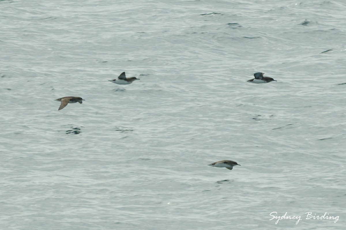 Fluttering Shearwater - ML642044454