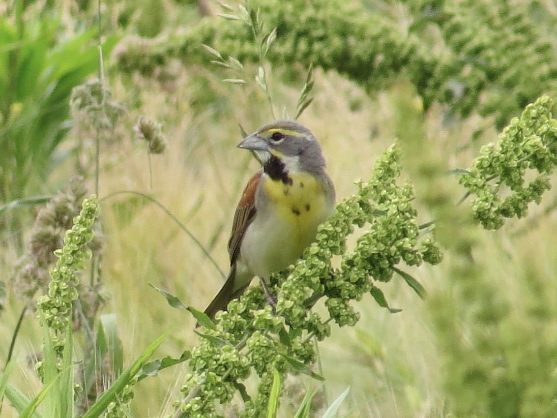 Dickcissel d'Amérique - ML642044457