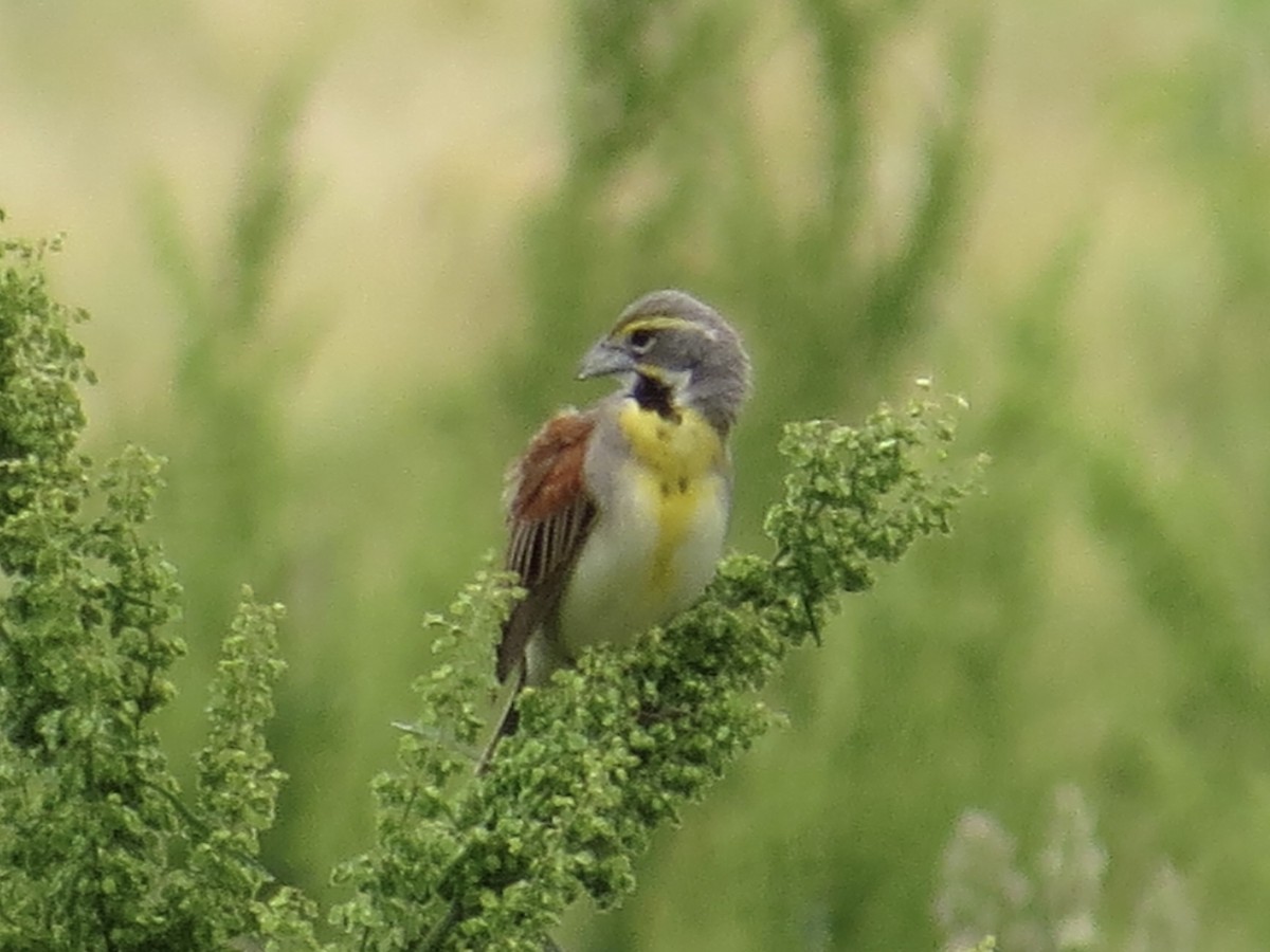 Dickcissel d'Amérique - ML642044458