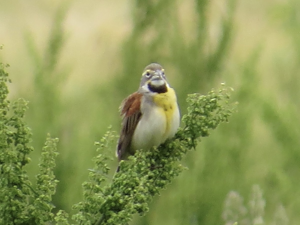 Dickcissel d'Amérique - ML642044459