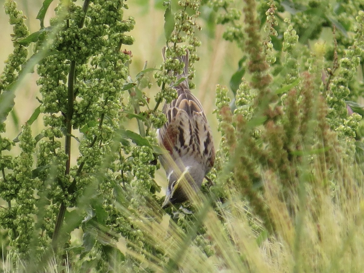 Dickcissel d'Amérique - ML642044460