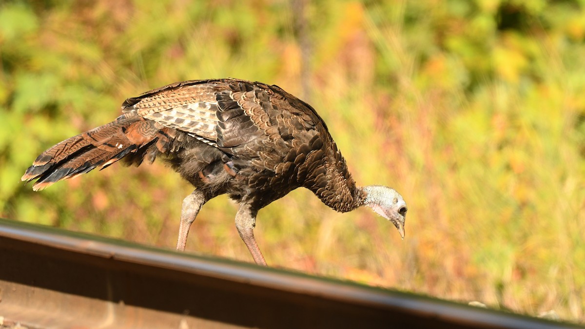 Wild Turkey - ML642044466