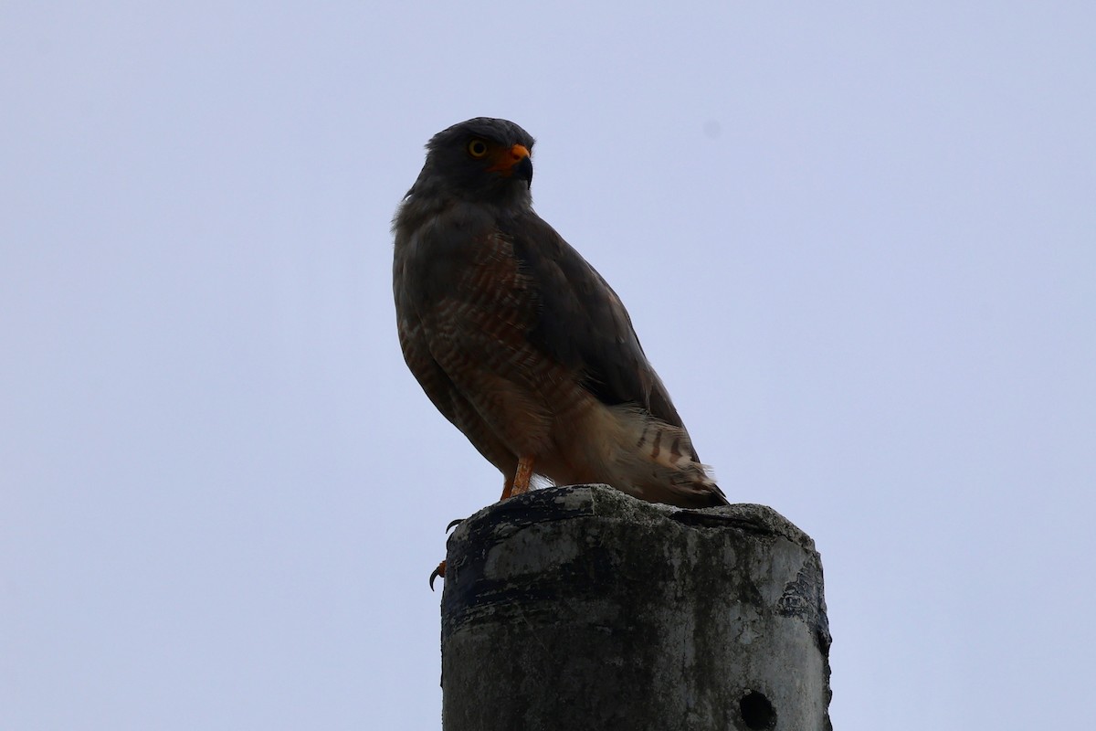 Roadside Hawk - ML642044473