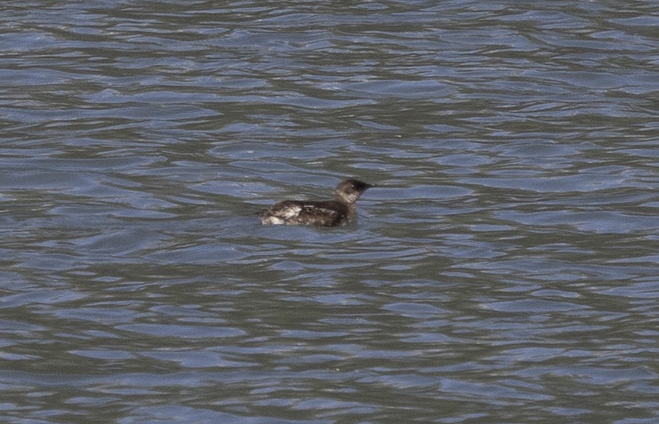 Marbled Murrelet - ML642044476