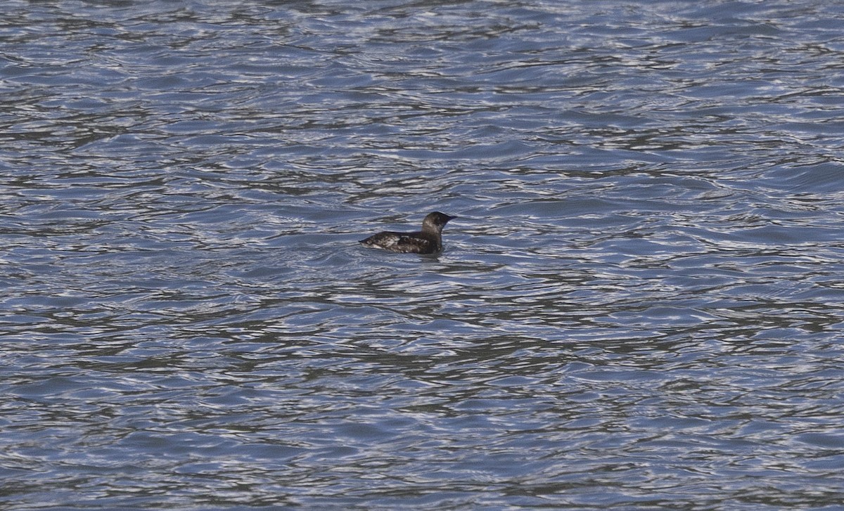 Marbled Murrelet - ML642044477