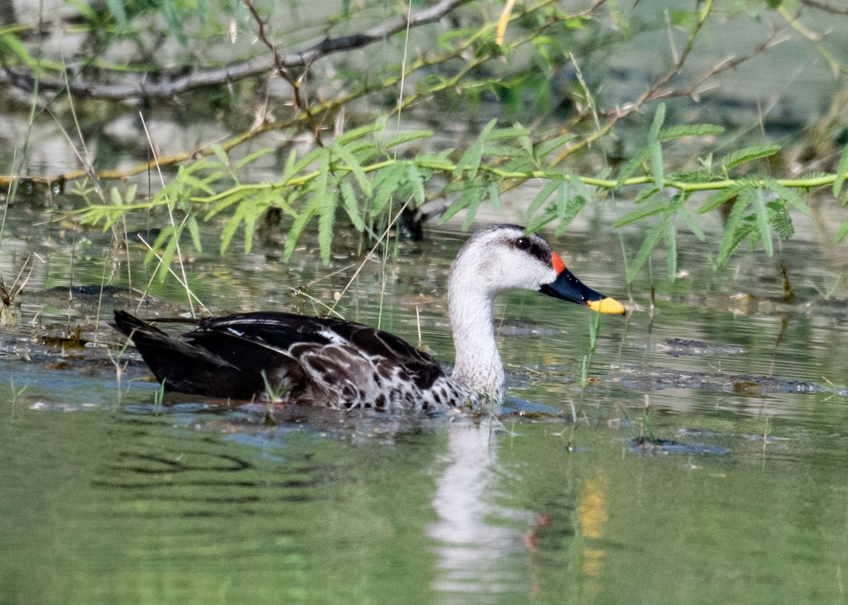 Indian Spot-billed Duck - ML642044482