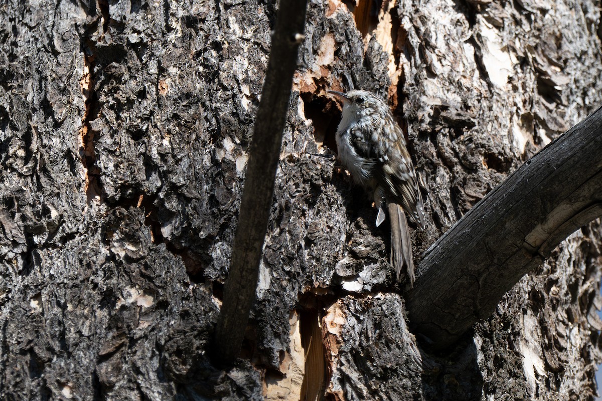 Brown Creeper - ML642044506