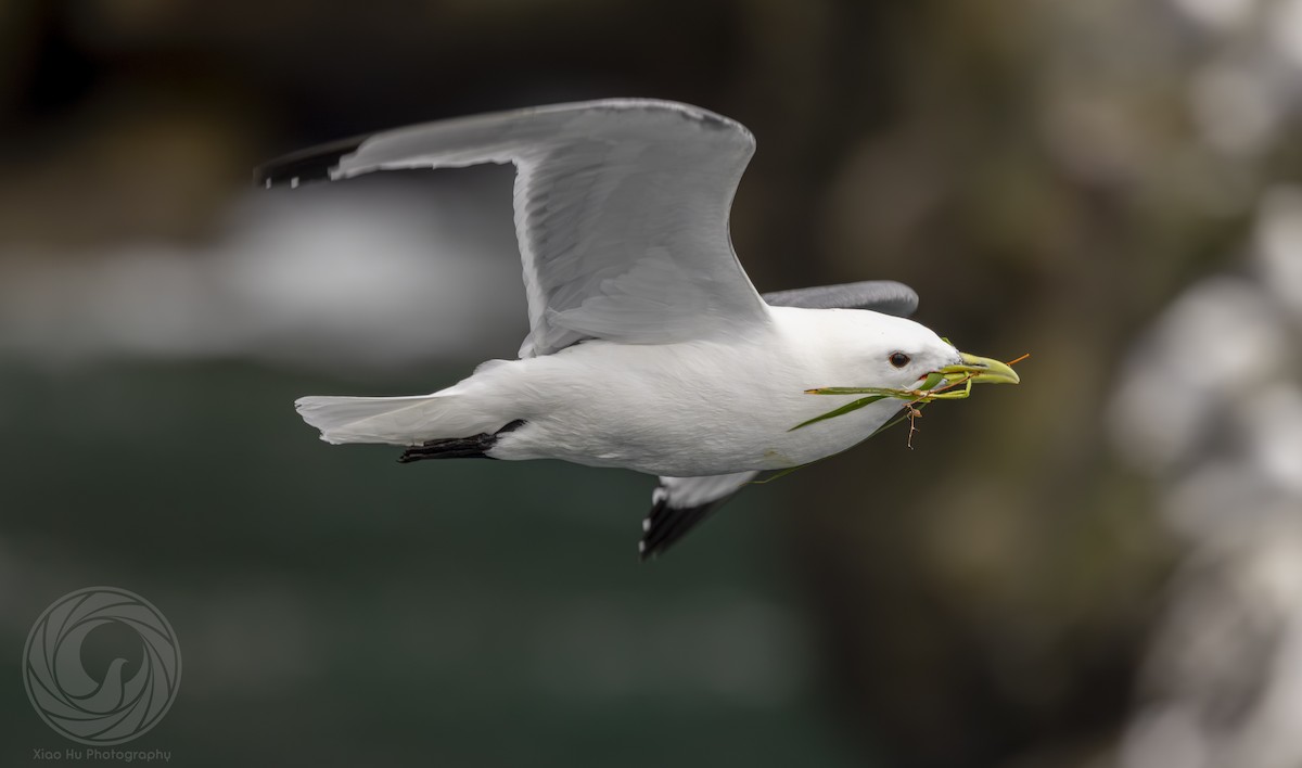 Black-legged Kittiwake - ML642044514