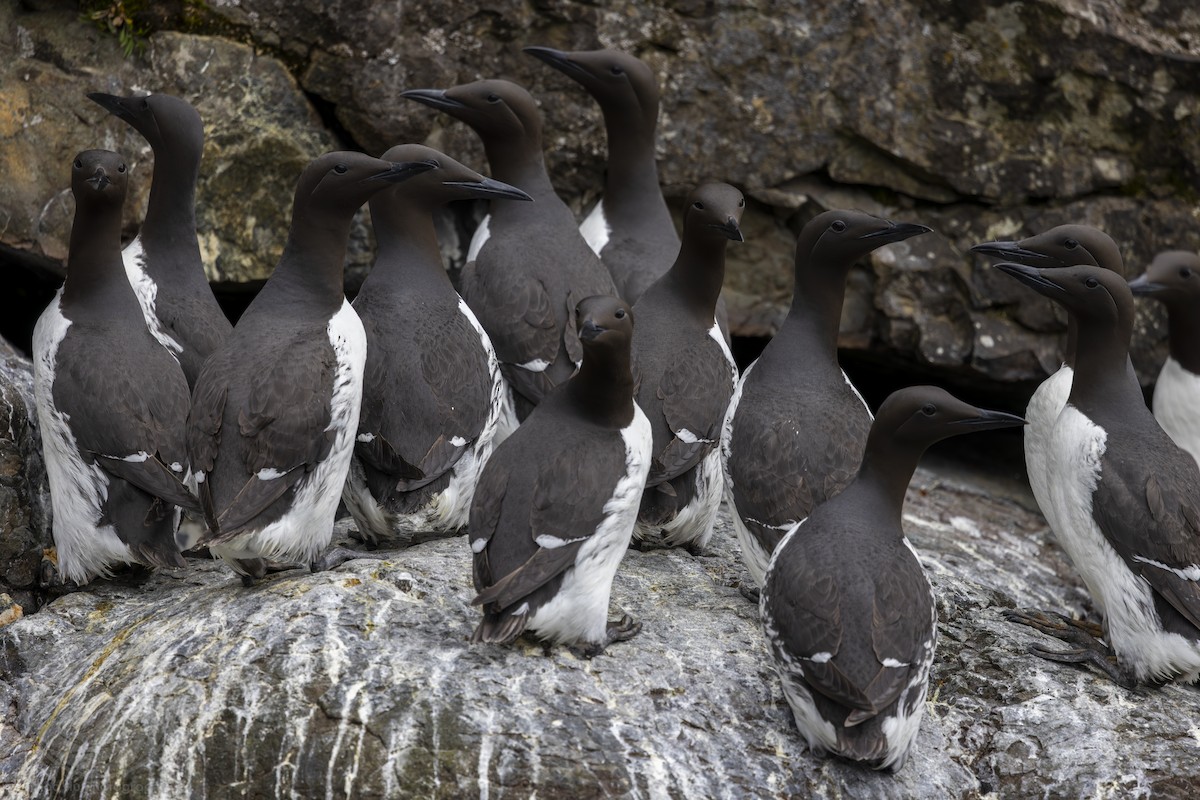 Common Murre - ML642044518