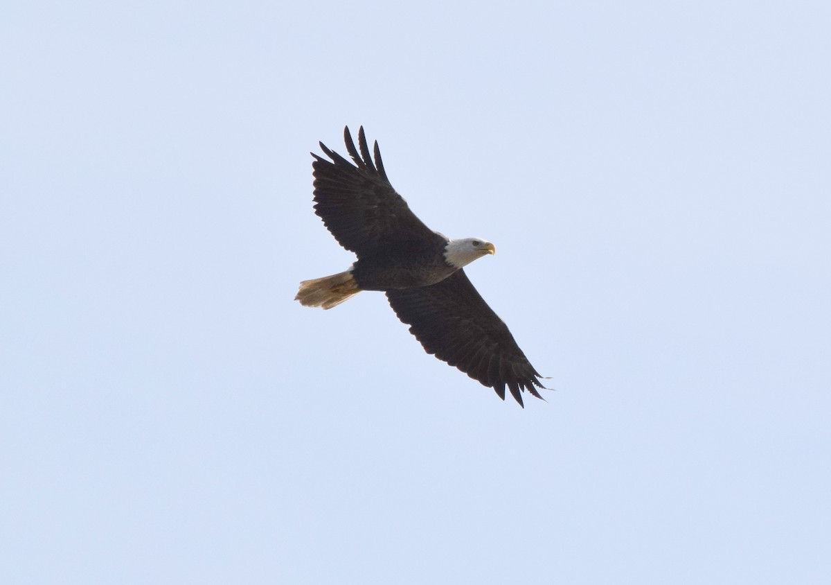 Bald Eagle - ML642044525