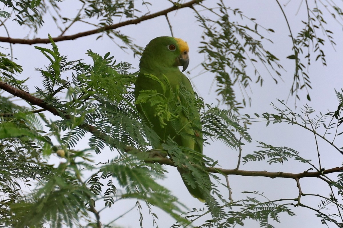 Yellow-crowned Amazon - ML642044526
