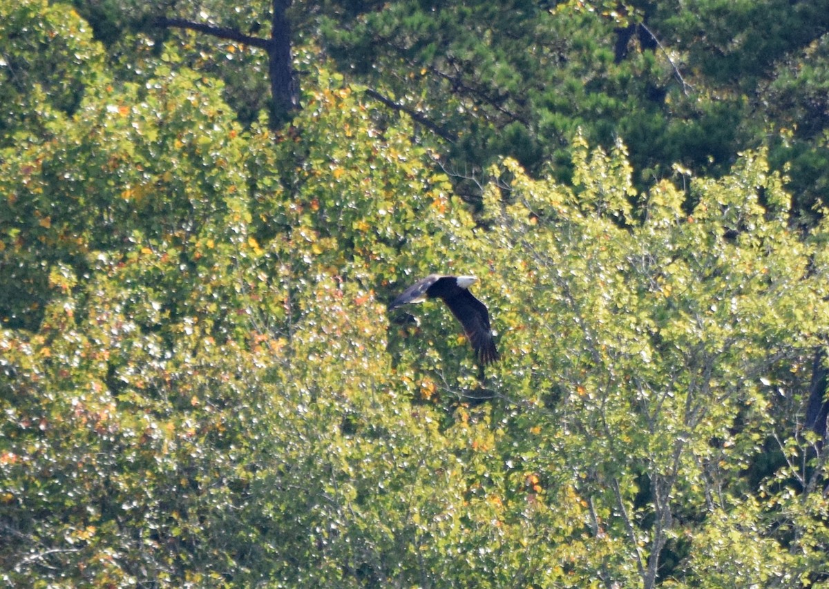 Bald Eagle - ML642044535