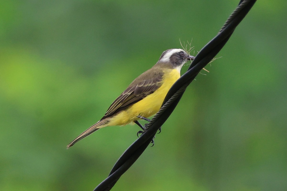 Social Flycatcher - ML642044538