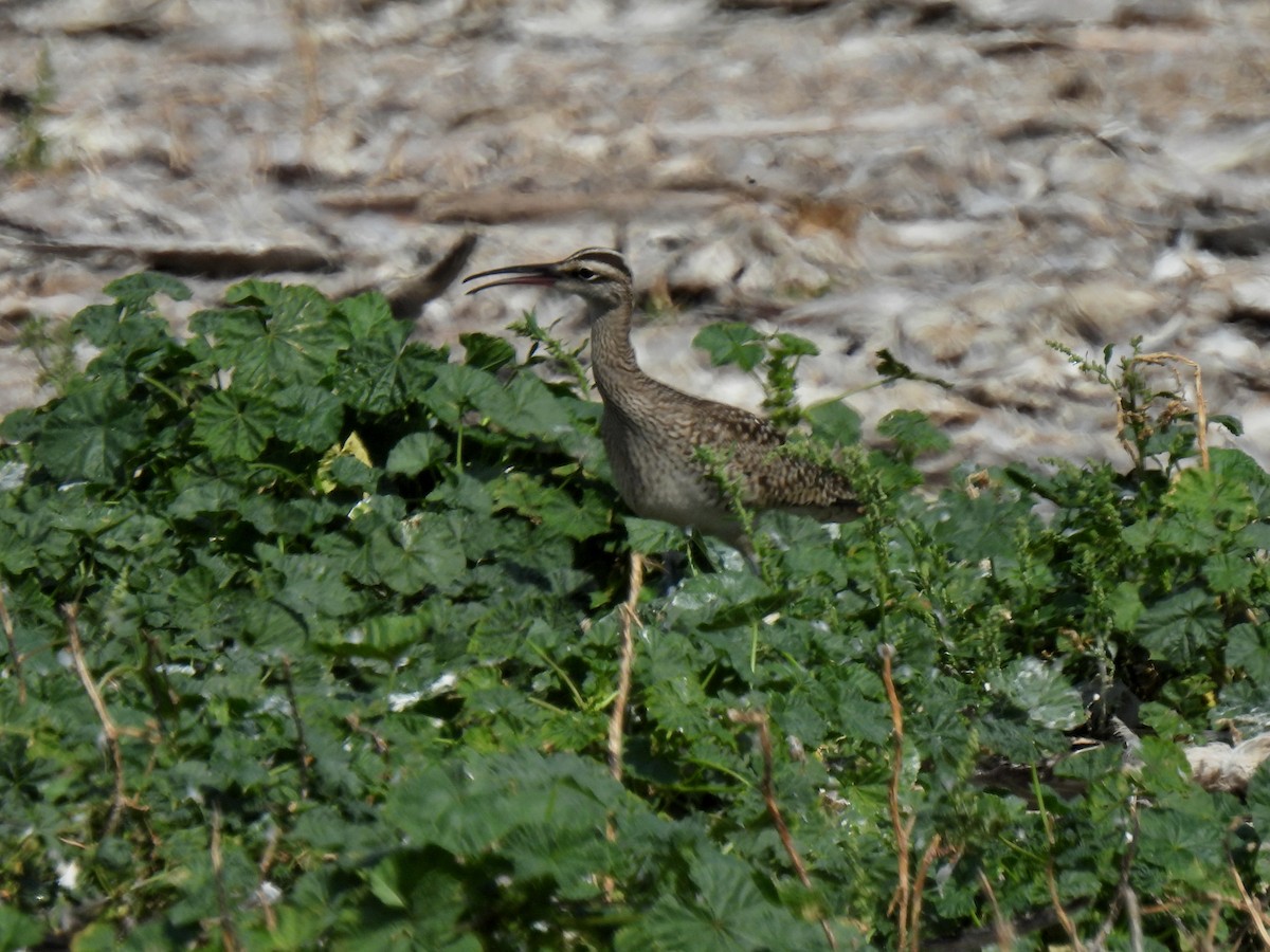 Courlis corlieu (hudsonicus) - ML642044541