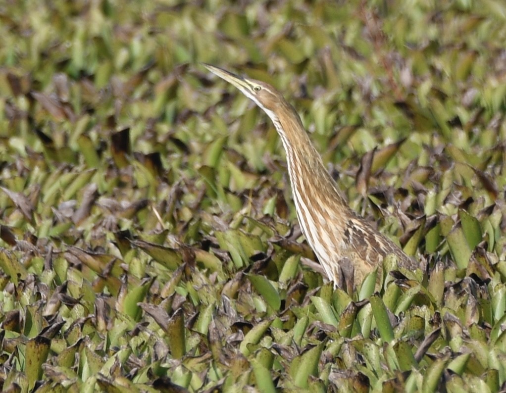 amerikarørdrum - ML642044542
