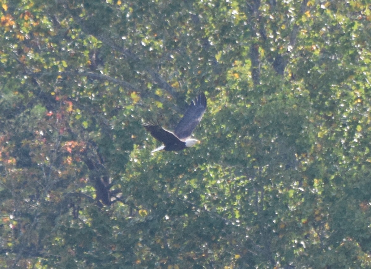 Bald Eagle - ML642044546