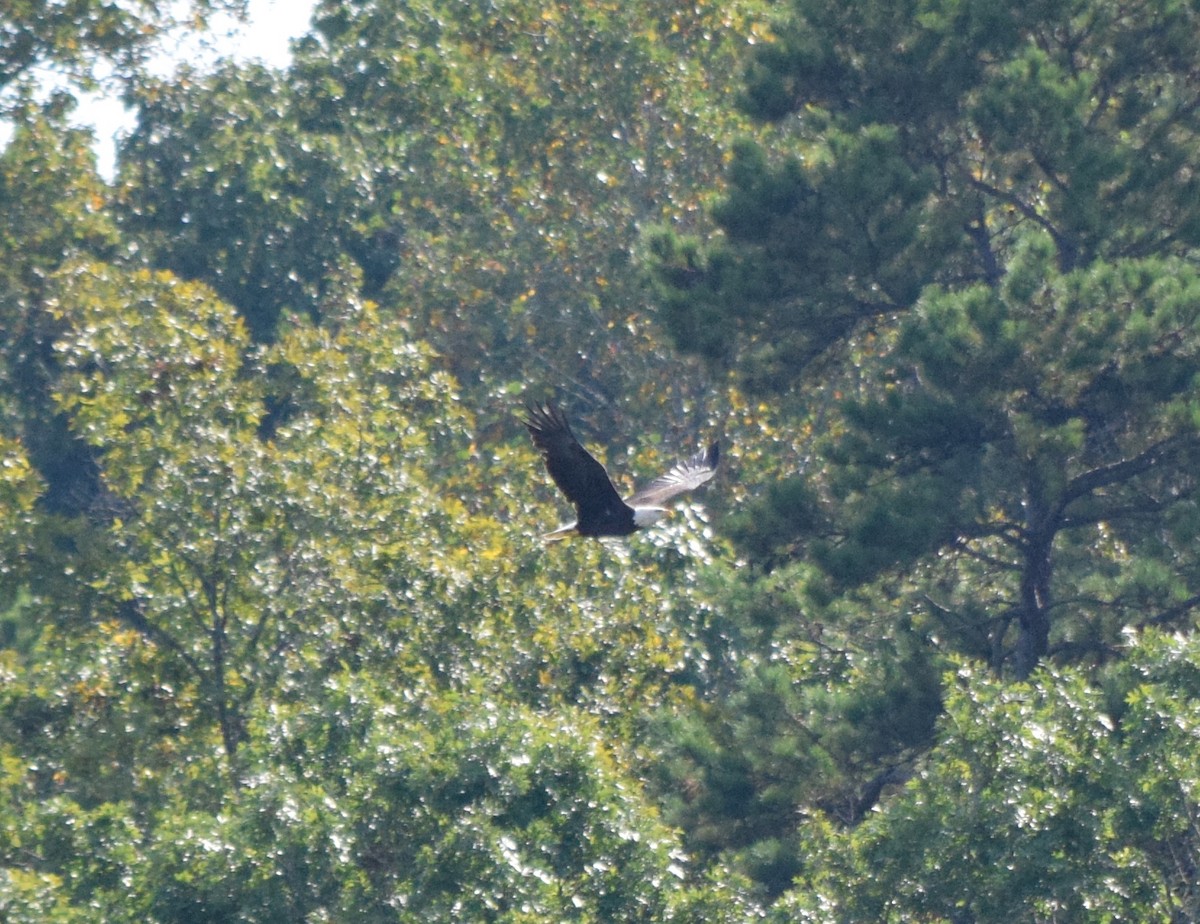 Bald Eagle - ML642044547