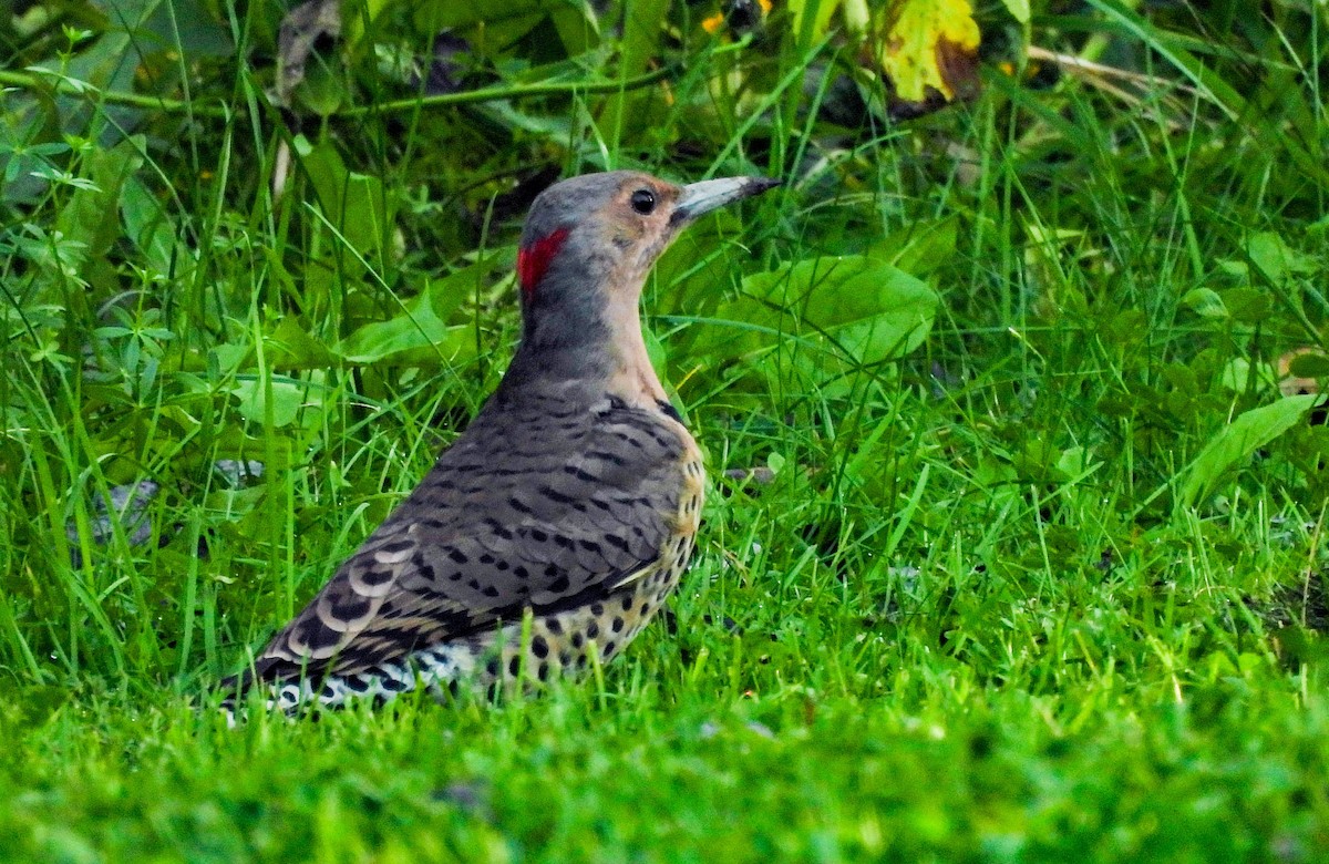 Northern Flicker - ML642044550