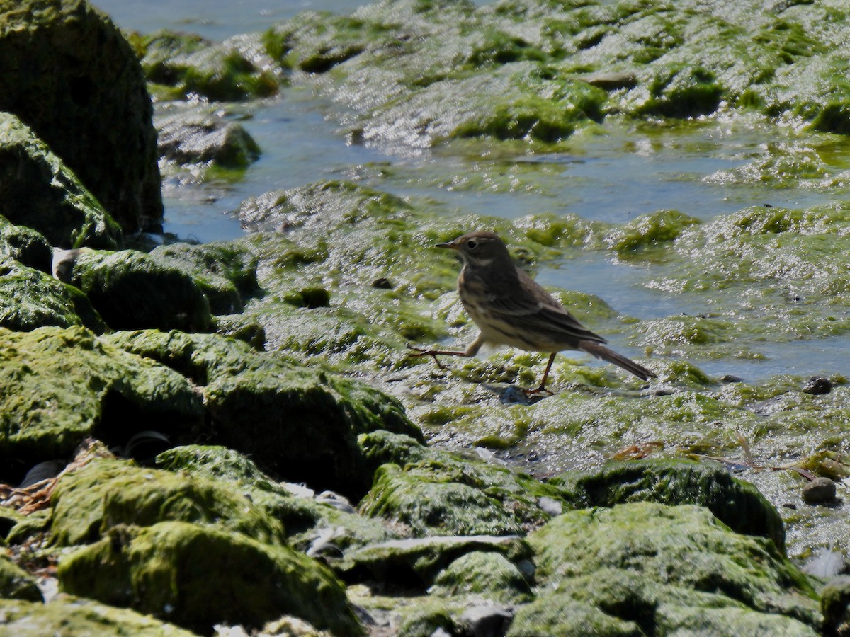 Pipit d'Amérique - ML642044551