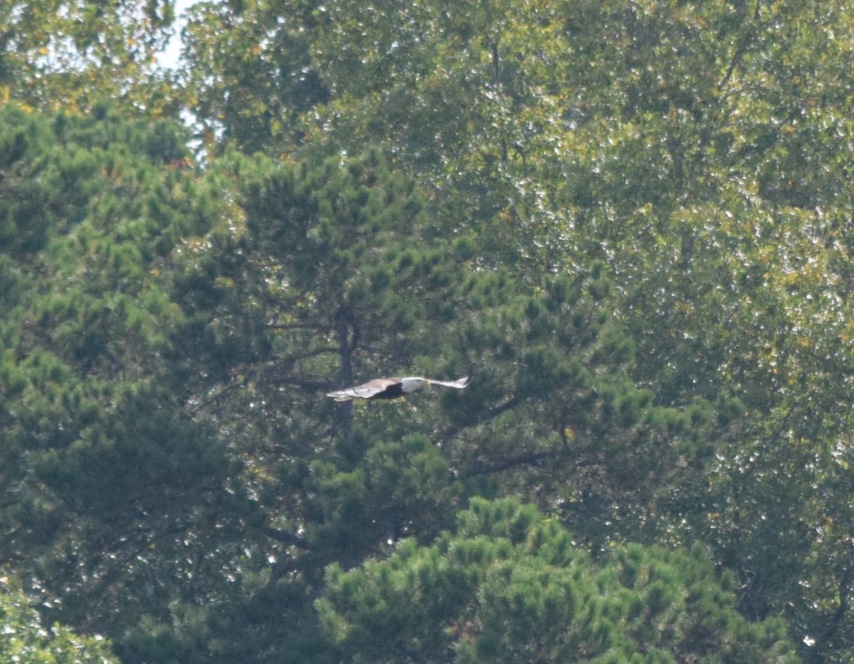Bald Eagle - ML642044554