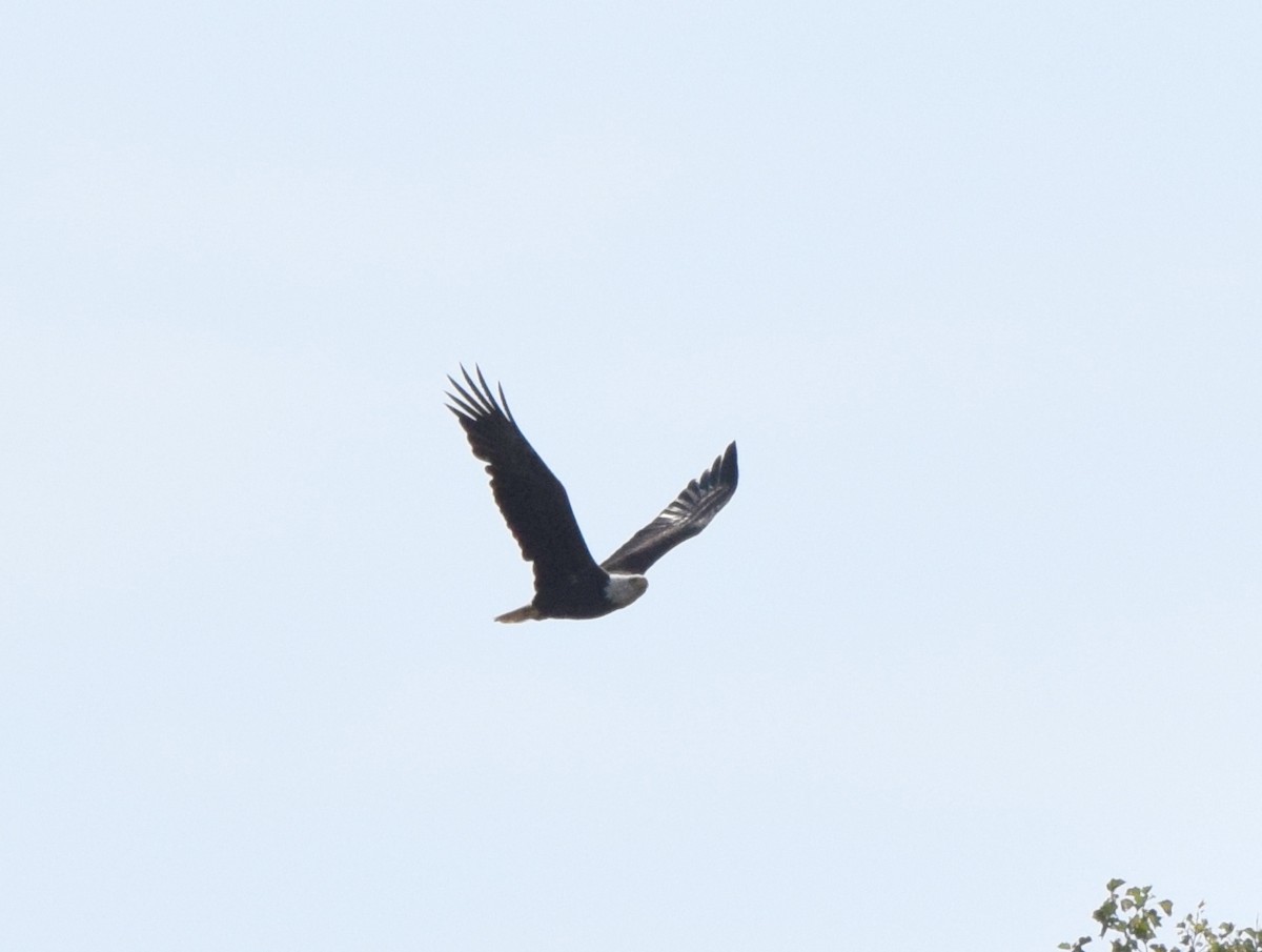 Bald Eagle - ML642044555