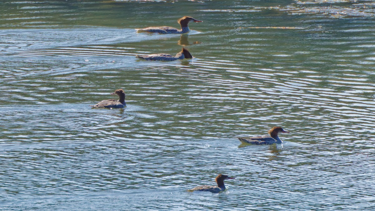 Common Merganser - ML642044594