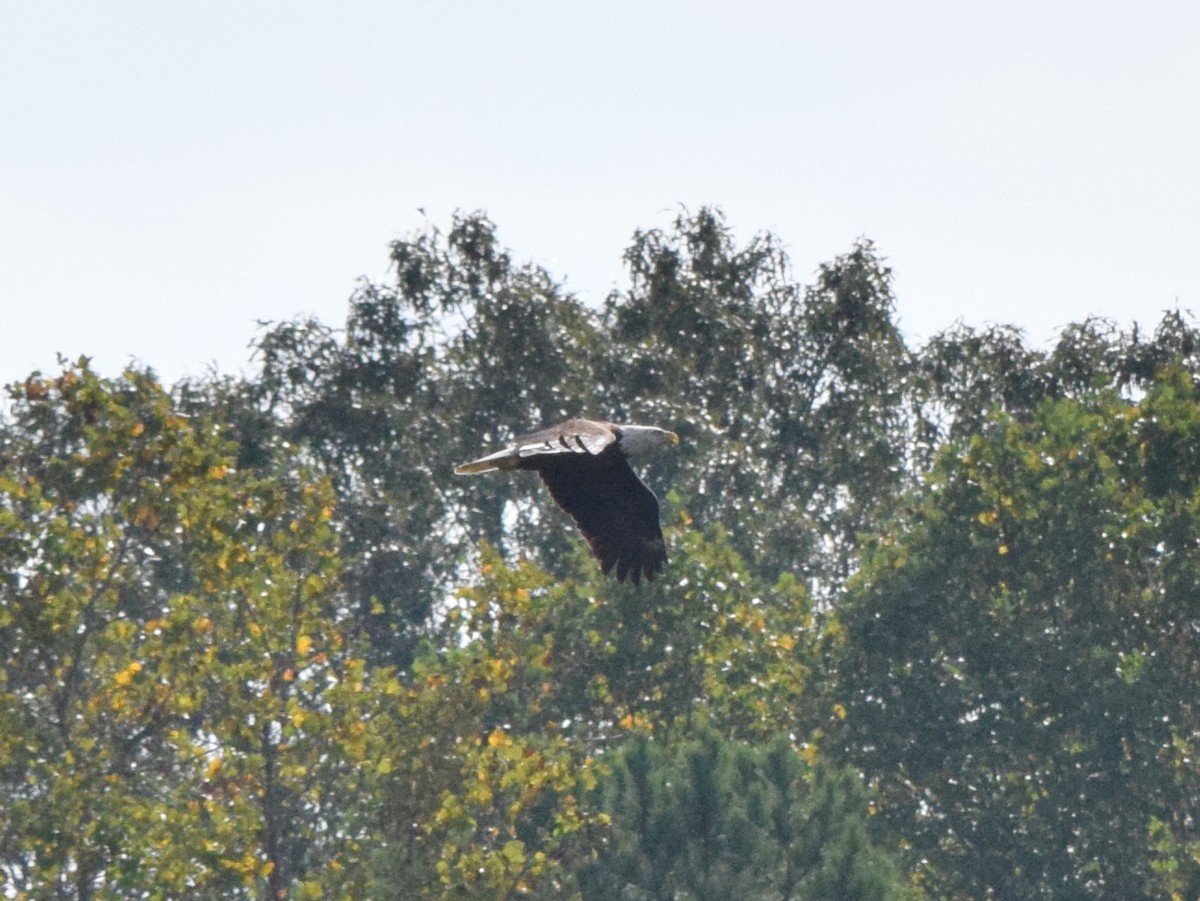 Bald Eagle - ML642044598