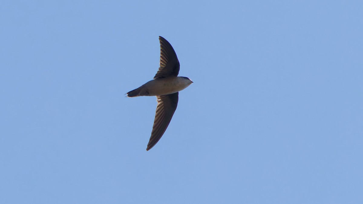 Vaux's Swift - ML642044599
