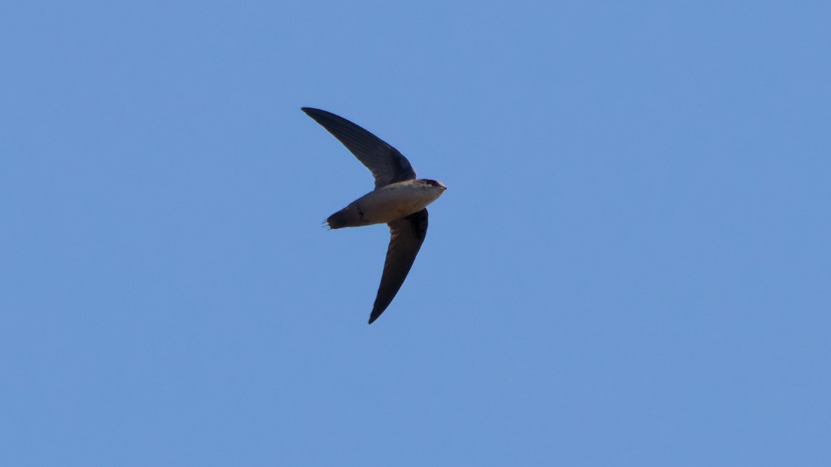 Vaux's Swift - ML642044601