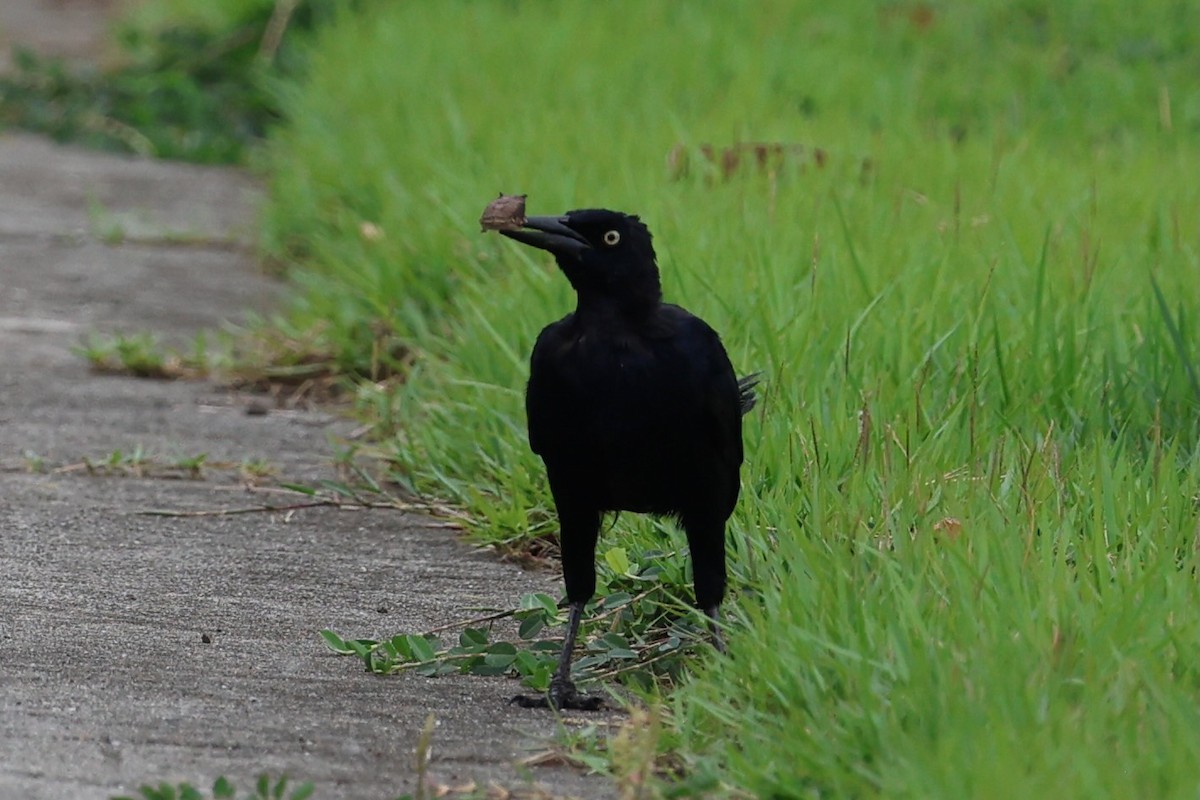 Great-tailed Grackle - ML642044602