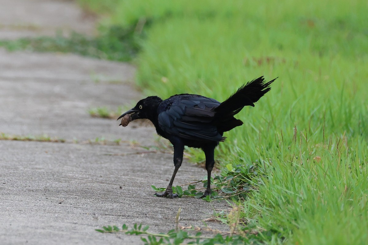 Great-tailed Grackle - ML642044603