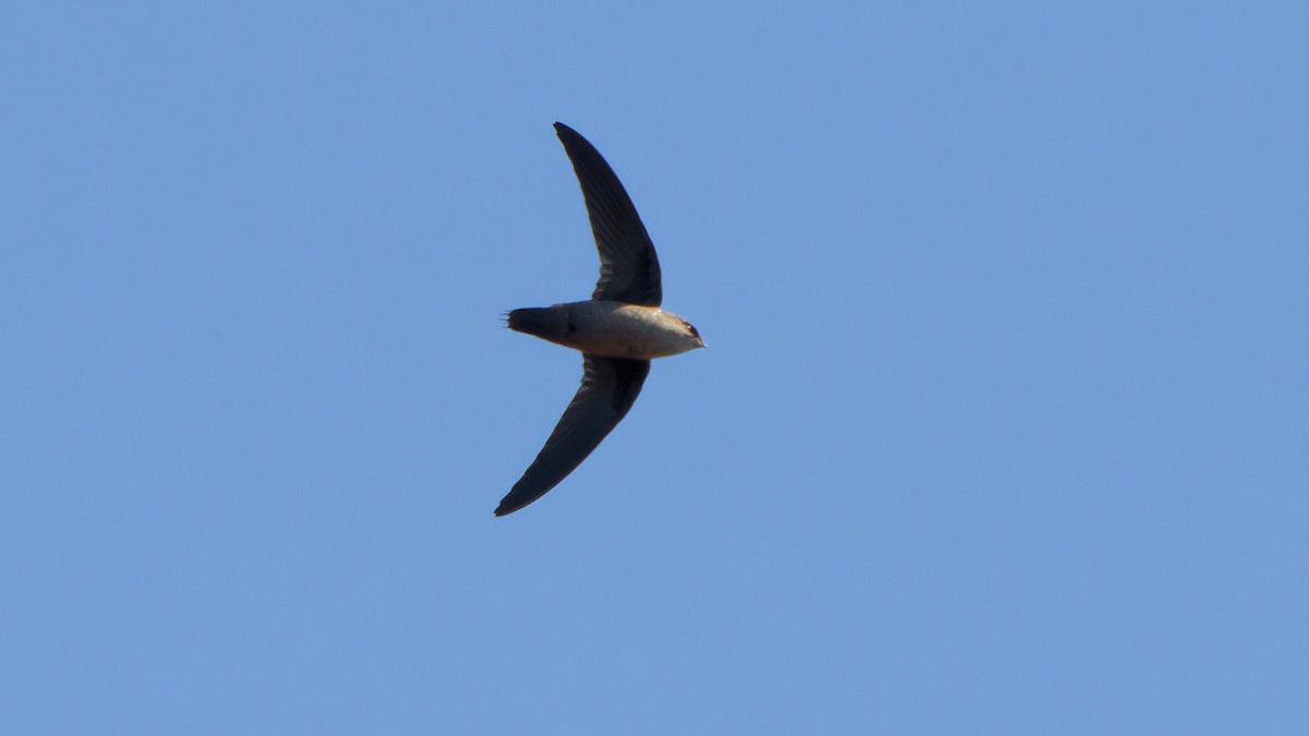 Vaux's Swift - ML642044606
