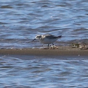 Charadriiformes sp. - ML642044607