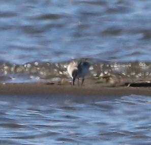Charadriiformes sp. - ML642044608