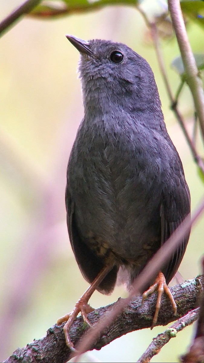 Diamantina Tapaculo - ML642044612