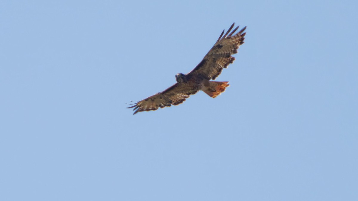 Red-tailed Hawk - ML642044614