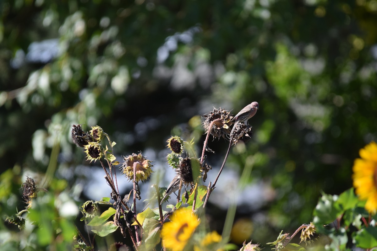 House Finch - ML642044615