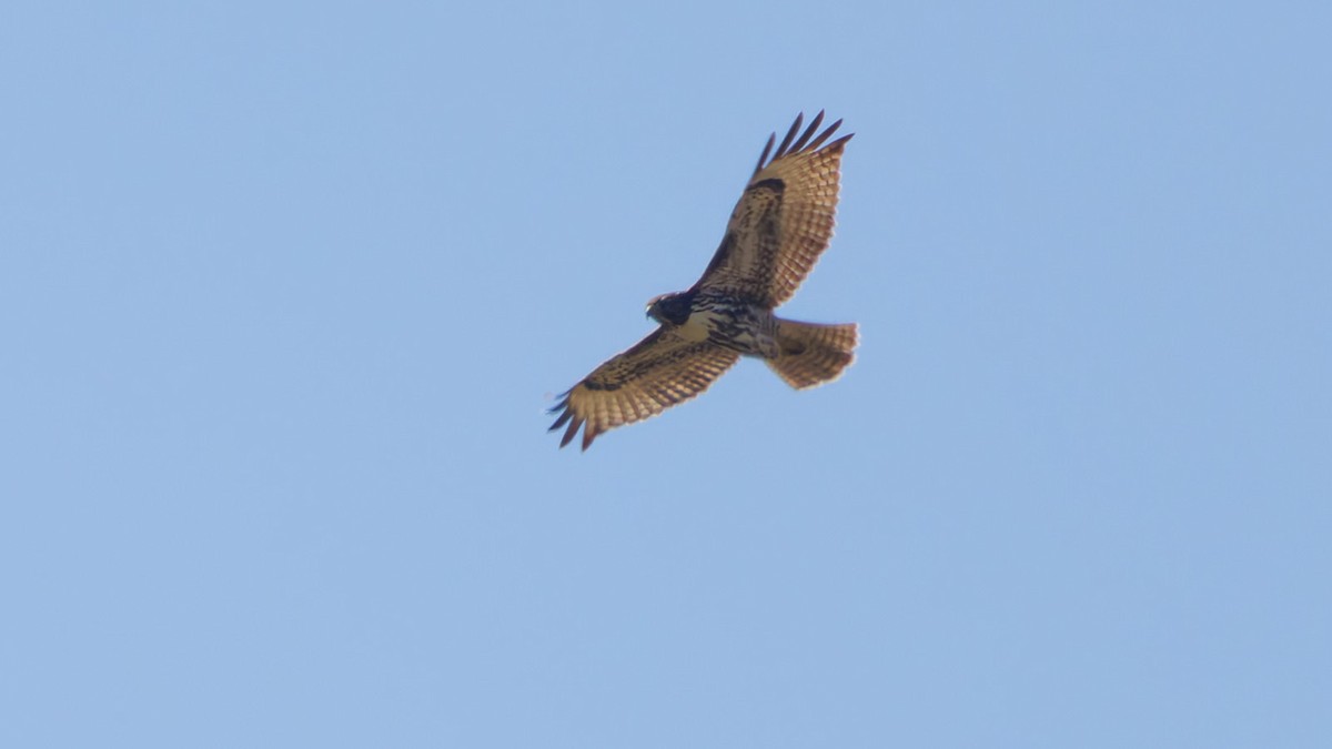 Red-tailed Hawk - ML642044616