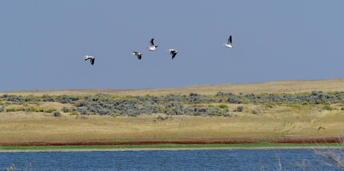 American White Pelican - ML642044626