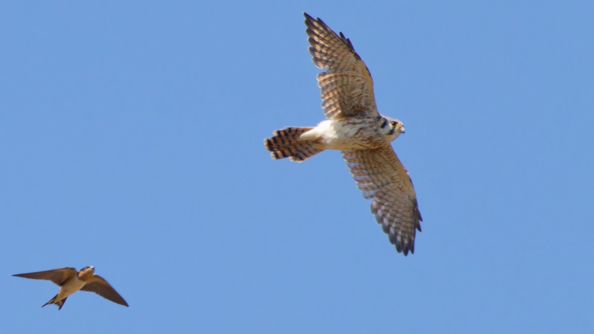 American Kestrel - ML642044631