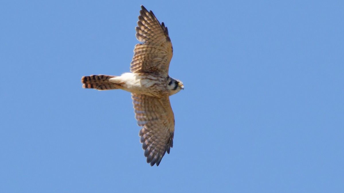 American Kestrel - ML642044632