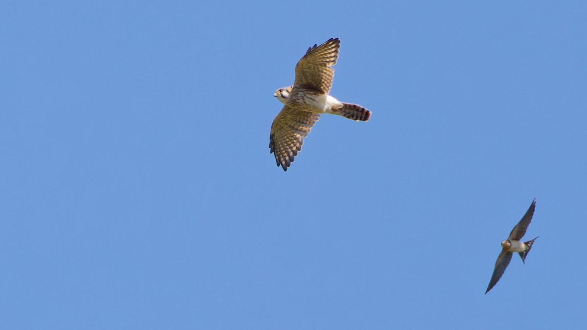 American Kestrel - ML642044635